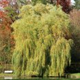 thumbnail image 5 of 5-6ft Weeping Willow, 5 of 5