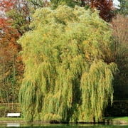 5-6ft Weeping Willow