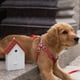 thumbnail image 4 of Dispositivo Antiladridos para Perros con Forma para Entrenador de Ladridos Sónicos para Las Razas Interior Libre - naranja Yinane Dispositivo de entrenamiento de ladridos, 4 of 8