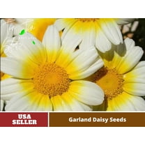 100 Seeds-Garland Daisy Flower-Authentic Seeds-Flowers-Rose seeds-Herb seeds-Vegetable Seeds-Mix Seeds for Plant- B3G1#N011