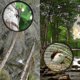 thumbnail image 5 of 16x52 Monocular Dual Focus Optics Zoom Telescope For Birds Watching / Wildlife / Camping, 5 of 5