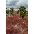 thumbnail image 2 of Pitamitz, Sergio 13x18 Gold Ornate Wood Framed with Double Matting Museum Art Print Titled - Sesuvium edmonstonei and cactus-South Plaza Island-Galapagos islands-Ecuador, 2 of 4