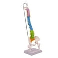 thumbnail image 1 of Modelo de vertebral Hugo Flexible PVC 16,3 cm x 12,5 cm x 50 cm, 1 of 10