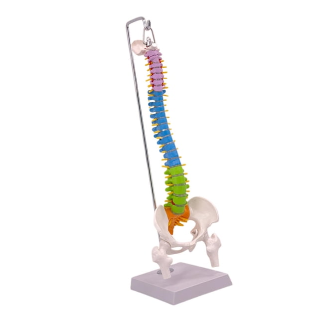 Modelo de vertebral Hugo Flexible PVC 16,3 cm x 12,5 cm x 50 cm