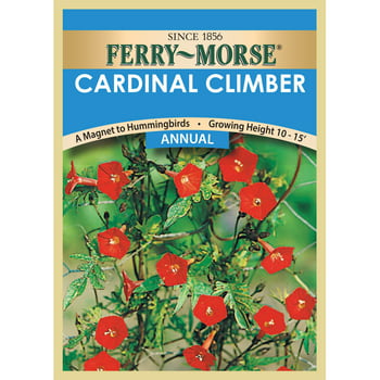 Ferry-Morse 45MG Cardinal Climber Vine Annual Flower  Packet