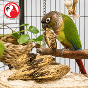 Bonka Bird Toys 2449 Pk6 Mahogany Pods Foot Talon Craft Part Parrot Chew Treat