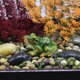 thumbnail image 2 of Micro paisaje artesanía rana estatua jardín coche decoración flor carnosa ornamento Tmvgtek Oficina Multiescena Multifunción, 2 of 9