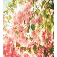 thumbnail image 3 of Spring Duvet Cover Set, Bougainvillea Flowers Branches in Sunny Summer Blossoms Nature Park View, Decorative 3 Piece Bedding Set with 2 Pillow Shams, Queen Size, Pale Pink Olive Green, by Ambesonne, 3 of 3
