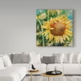 thumbnail image 3 of Trademark Fine Art 'Sunflower Centered' Canvas Art by Annelein Beukenkamp, 3 of 3