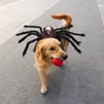 thumbnail image 2 of De Halloween Ajustable Mascota Halloween Pecho Espalda Simulación Araña Transformación Disfraz seitruly HA044312-02, 2 of 6