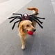 thumbnail image 2 of De Halloween Ajustable Mascota Halloween Pecho Espalda Simulación Araña Transformación Disfraz Vogacara HA044312-02, 2 of 6