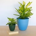 thumbnail image 6 of Bloem Dayton Planter 6” x 6” x 5.75” Round Turtle Green Plastic with Saucer, 1PCS, 6 of 7