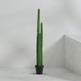 thumbnail image 3 of Arbre à cactus, 63", 3 of 4