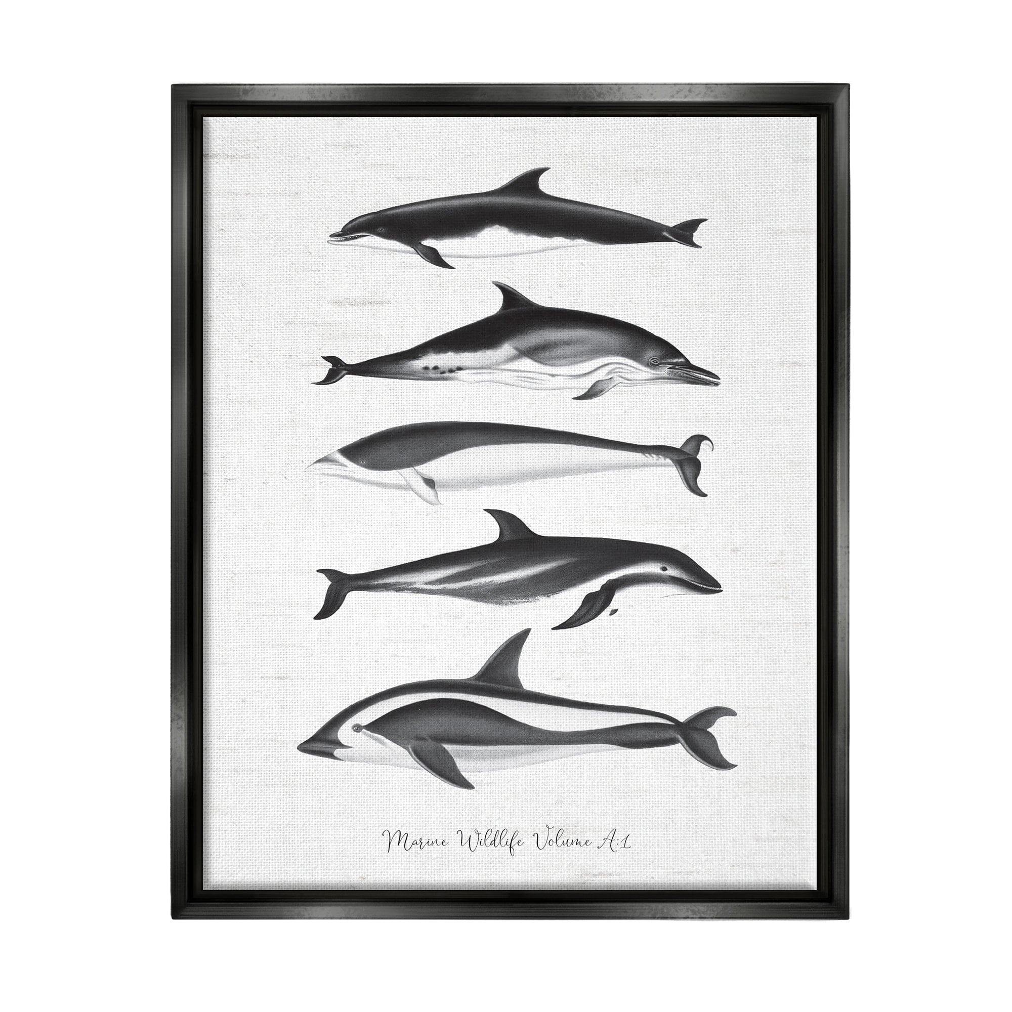 Stupell Industries Marine Life Orca Whales Diagram Grainy Pattern Graphic Art Metallic Gold Floating Framed Canvas Print Wall Art, Design by Lettered and Lined