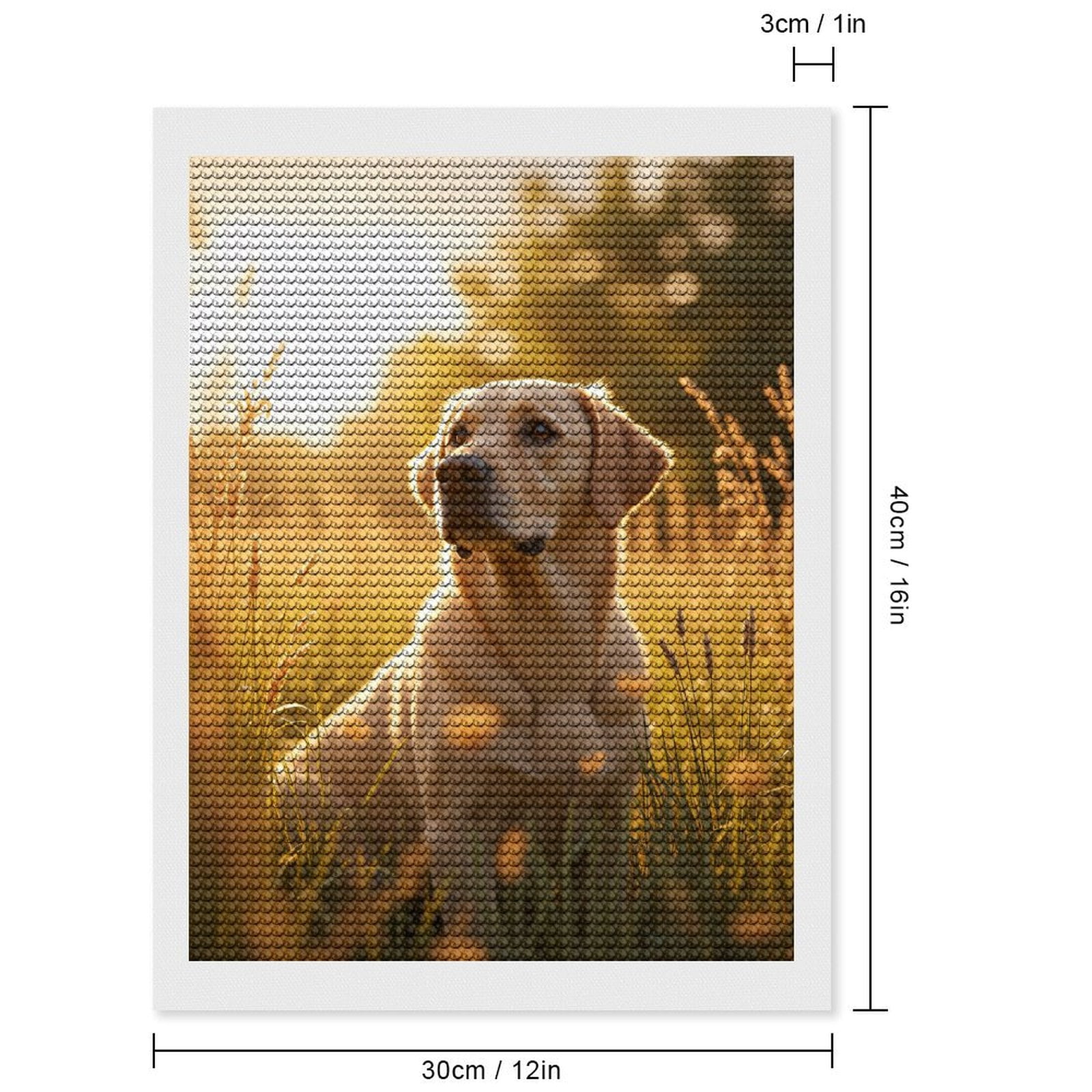 Diamond Art Kits for Adults, Golden Retriever In Sunlit Field 5D Diamond Painting Kits for Adults Beginners, DIY Full Drill Diamond Painting, Gem Art and Crafts 12x16