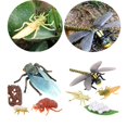 thumbnail image 4 of Cigarra y modelo de crecimiento del del animal, 4 of 9