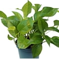 thumbnail image 5 of Live Combo 4 Pothos, Pearls and Jade, Marble Queen, Golden & Jade, Office Gift, Floral Inspiration, Thank You Gift, Birthday Gift, Christmas Gift in 6" Pots, 5 of 9