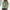 ! Green, variant on Hawaiian Blouse Shirt for Women Funky Casual Button Down Very Loud Shortsleeve
