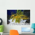 thumbnail image 1 of Leafy Sea Dragon Wall Mural by Wallmonkeys Peel and Stick Graphic (24 in W x 16 in H) WM294126, 1 of 4