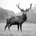 thumbnail image 2 of PhotoINC Studio 26x26 Black Ornate Wood Framed with Double Matting Museum Art Print Titled - Proud Deer, 2 of 4
