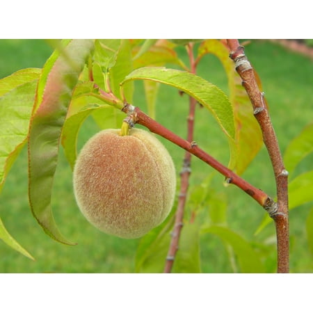 E40 Peach - LAMINATED POSTER Organic Food Fruit Peach Raw Home Grown Healthy Poster Print 24 x 36