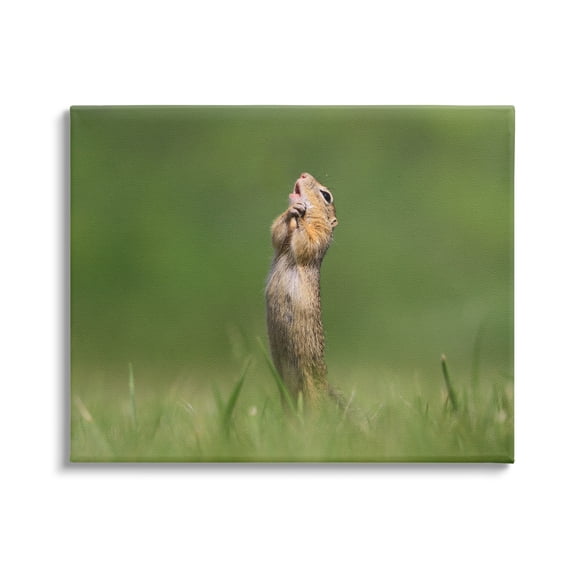 Stupell Industries O Sole Mio Funny Animal Animals & Insects Photography Gallery Wrapped Canvas Art Print Wall Art, 20 x 16