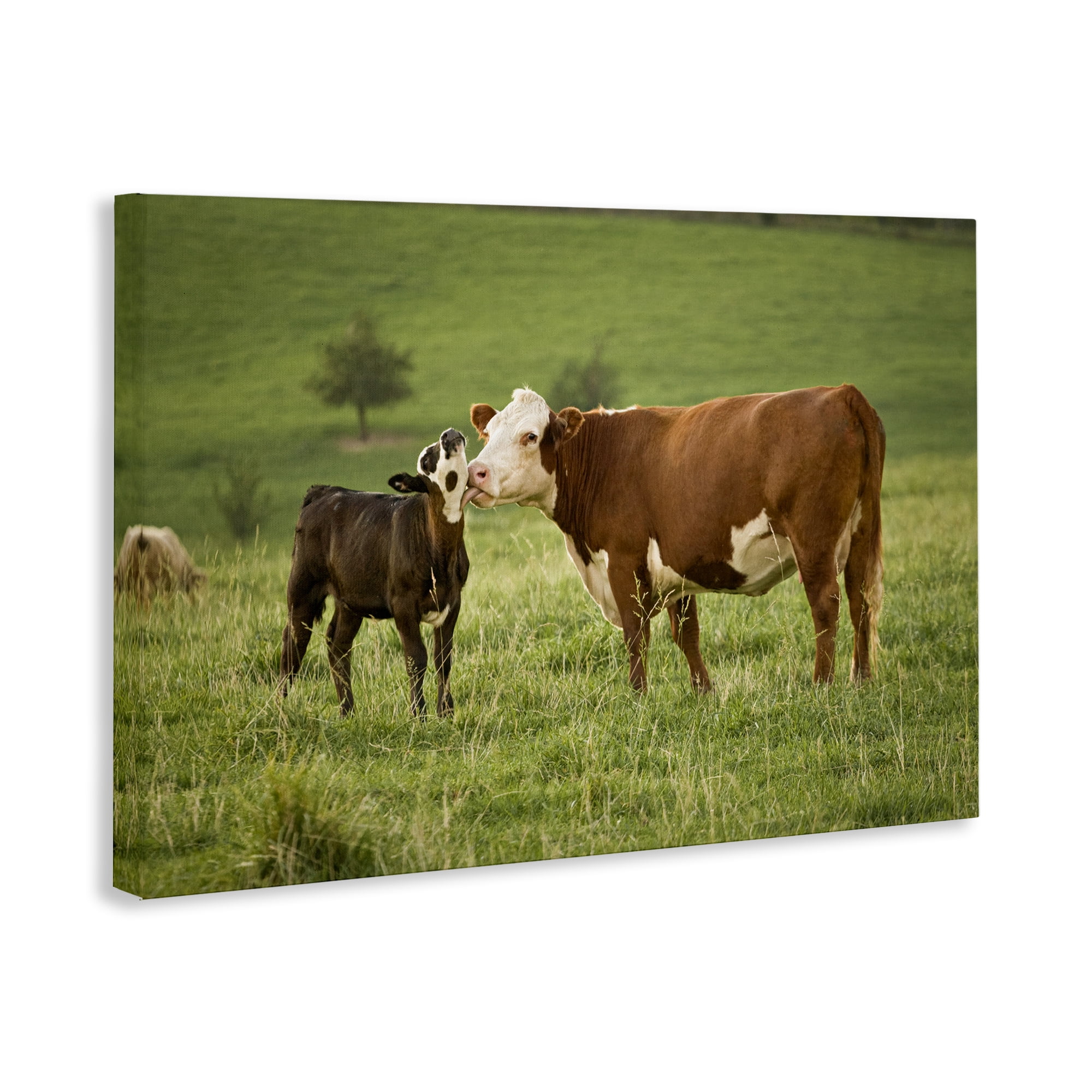 Stupell Industries Cow & Calf Preening Animals Photography Wrapped Canvas Art Print Wall Art, 24 x 16