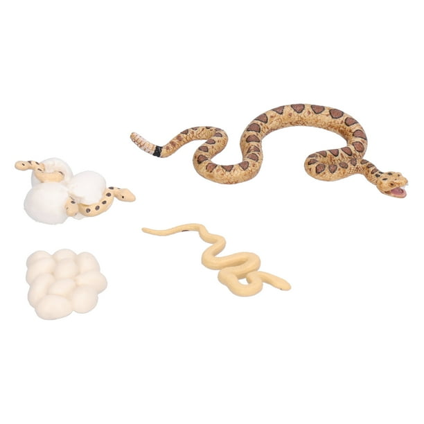 Animal Growth Model, Growth Stage Model Rattlesnake Growth Cycle Animal