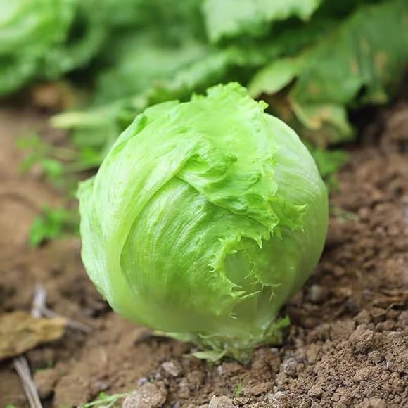 HJADGG Graines de Jardinage de Légumes Croustillants Iceberg à la Laitue, 600 Graines, Héritage