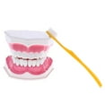 thumbnail image 2 of Milaget Mouth Dental Teeth Tongue Model with Removable Lower Teeth Magnification 2x B, 2 of 9