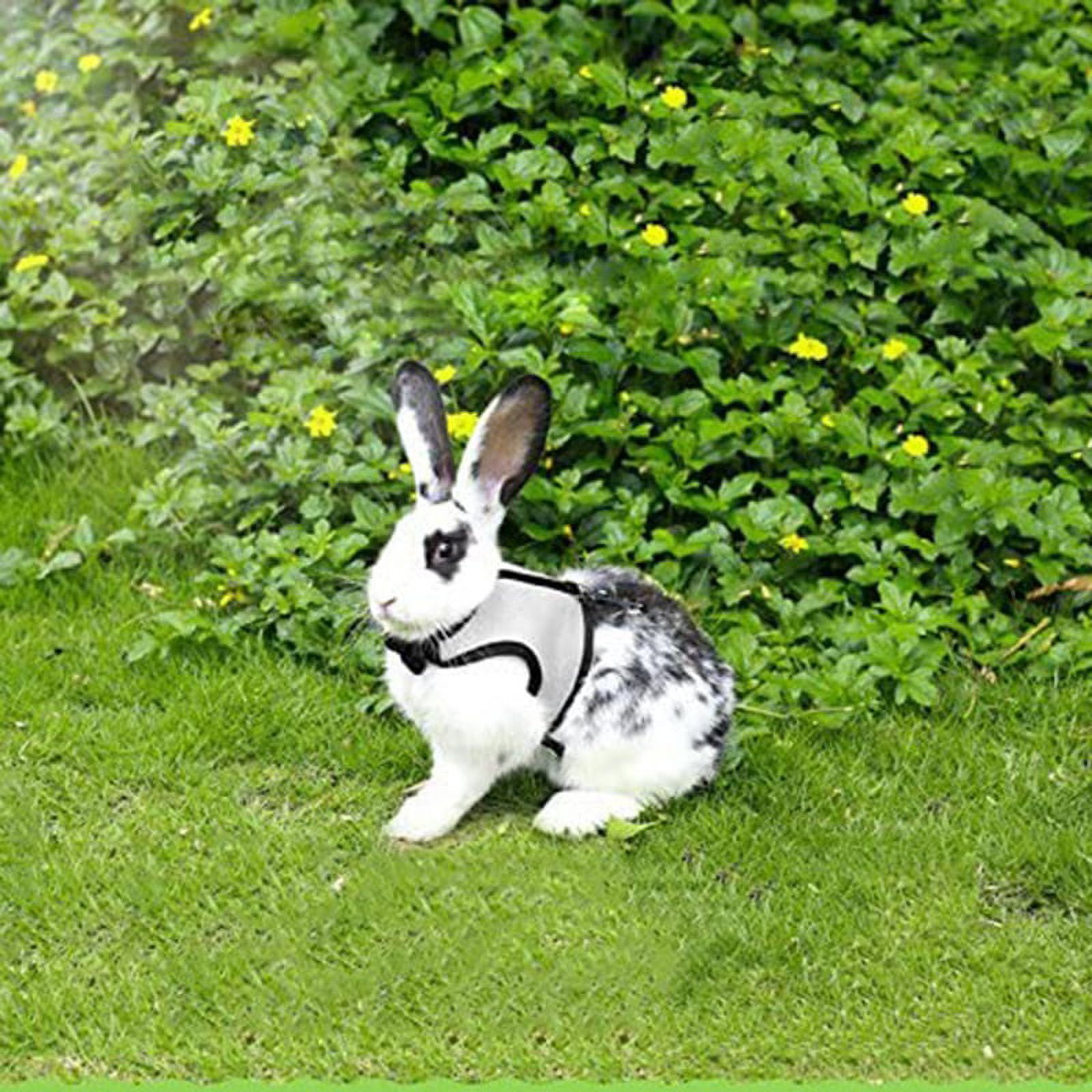 Bunny leash outlet walmart