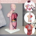 thumbnail image 4 of SXcggal One 4D Anatomical Assembly Model Of Human Model Toy Torso System Structure Practical Multifunctional Artistic Desktop Decoration, 4 of 9