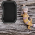 thumbnail image 1 of BESTYASH 10Ud Imitadas De Plástico Para Reptiles Y De Mascotas, 1 of 8