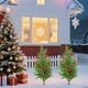 thumbnail image 1 of Christmas Tree Courtyard Garden Plugs, 1 of 6