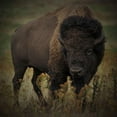 thumbnail image 3 of Prime, Marcus 20x20 Black Modern Framed Museum Art Print Titled - Vigilant Bison, 3 of 5