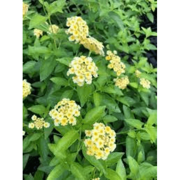 3 Lemondrop Lantana Camara Flowers Natural Mosquito Repellant Garden