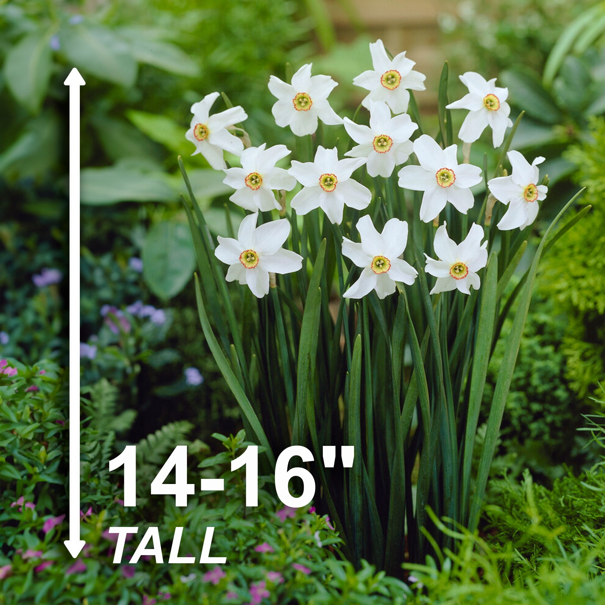 Garden State Bulb Narcissus Poeticus Pheasant's Eye Daffodil Flower Bulbs, 14/16cm (Bag of 50)
