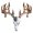 As shows 1PCS, variant on Rack Style Decoration Metal Or Bow Deer Composite Hunting Decoration & Hangs, As shows 1PCS