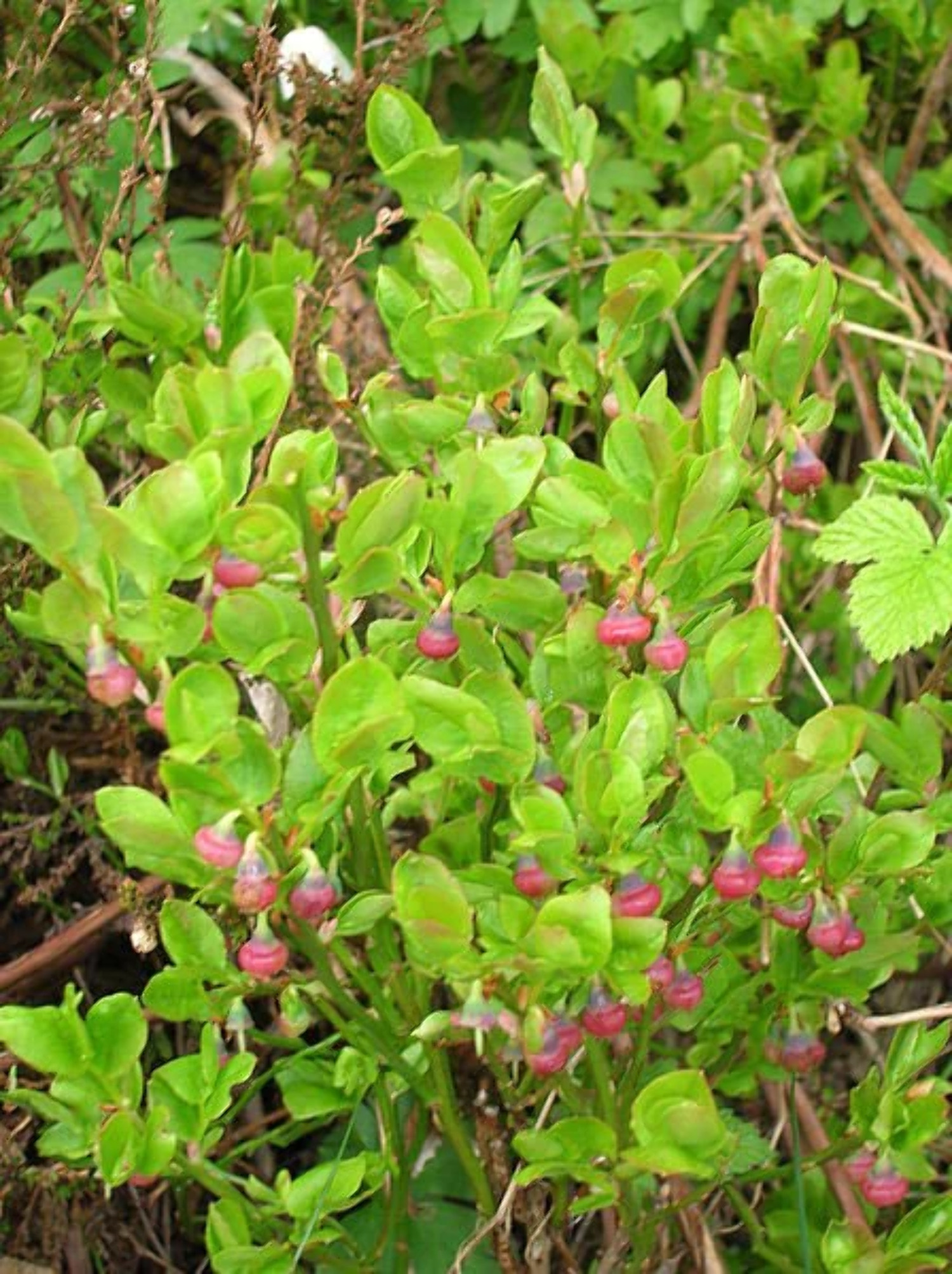 20 Common BILBERRY Fruit Shrub European Blueberry Vaccinium Myrtillus Seeds - image 3 of 5