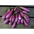 thumbnail image 2 of 30 Mini Eggplant Seeds - Little Fingers Eggplant, Asian Heirloom, Non GMO, Great for Container, Patio, Bonsai, 2 of 3