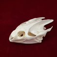 thumbnail image 4 of Cláneo de taxidermia con forma de calavera de animal real y tortuga para regalo educativo, 4 of 4