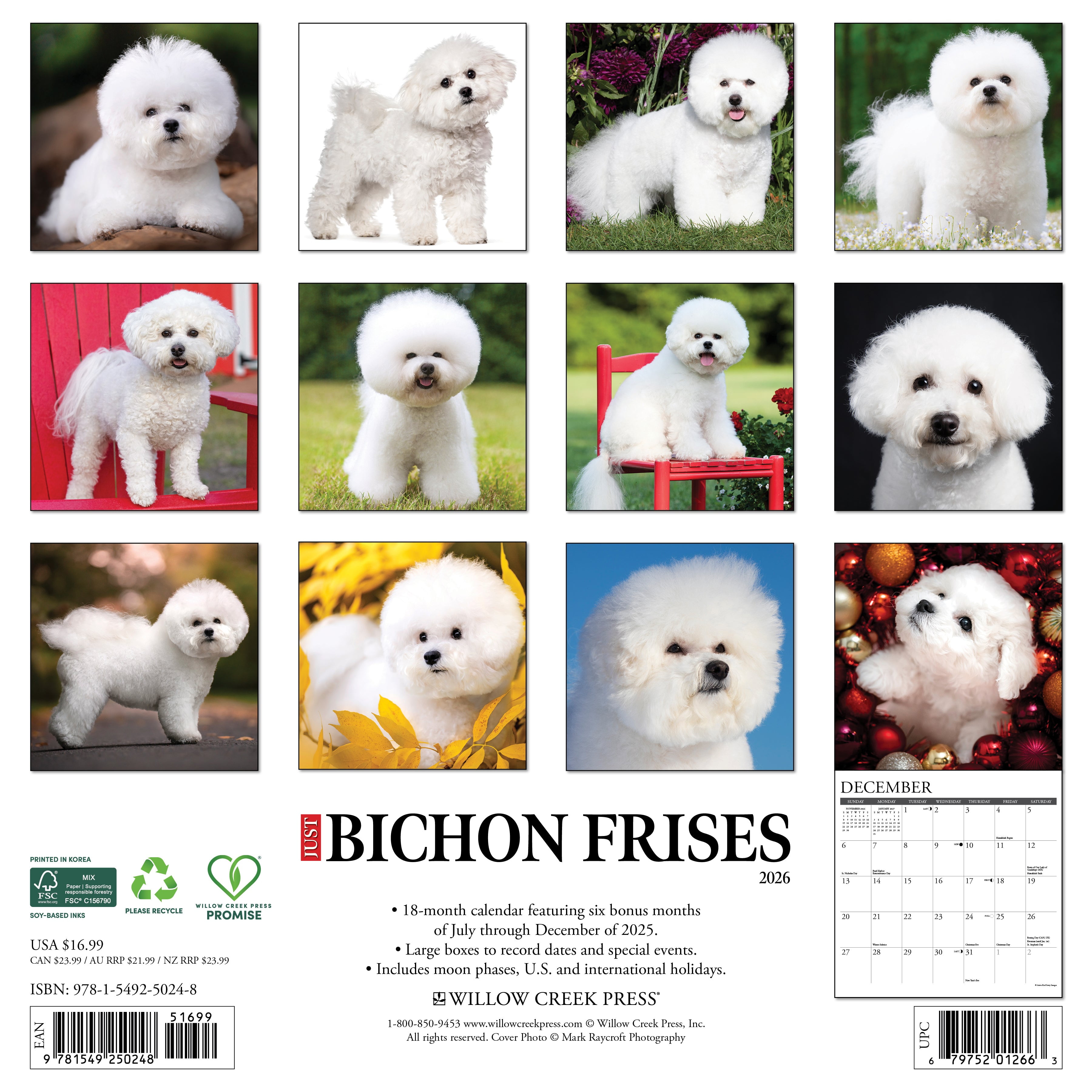 Bichon Frises 2026 Wall Calendar, (Paperback)