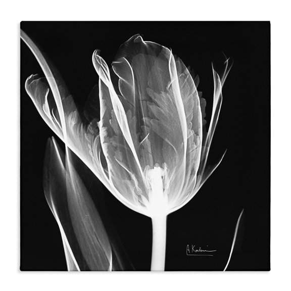 Stupell Industries Glam Flower X-Ray on Black Canvas Art, 30 x 30, by Albert Koetsier