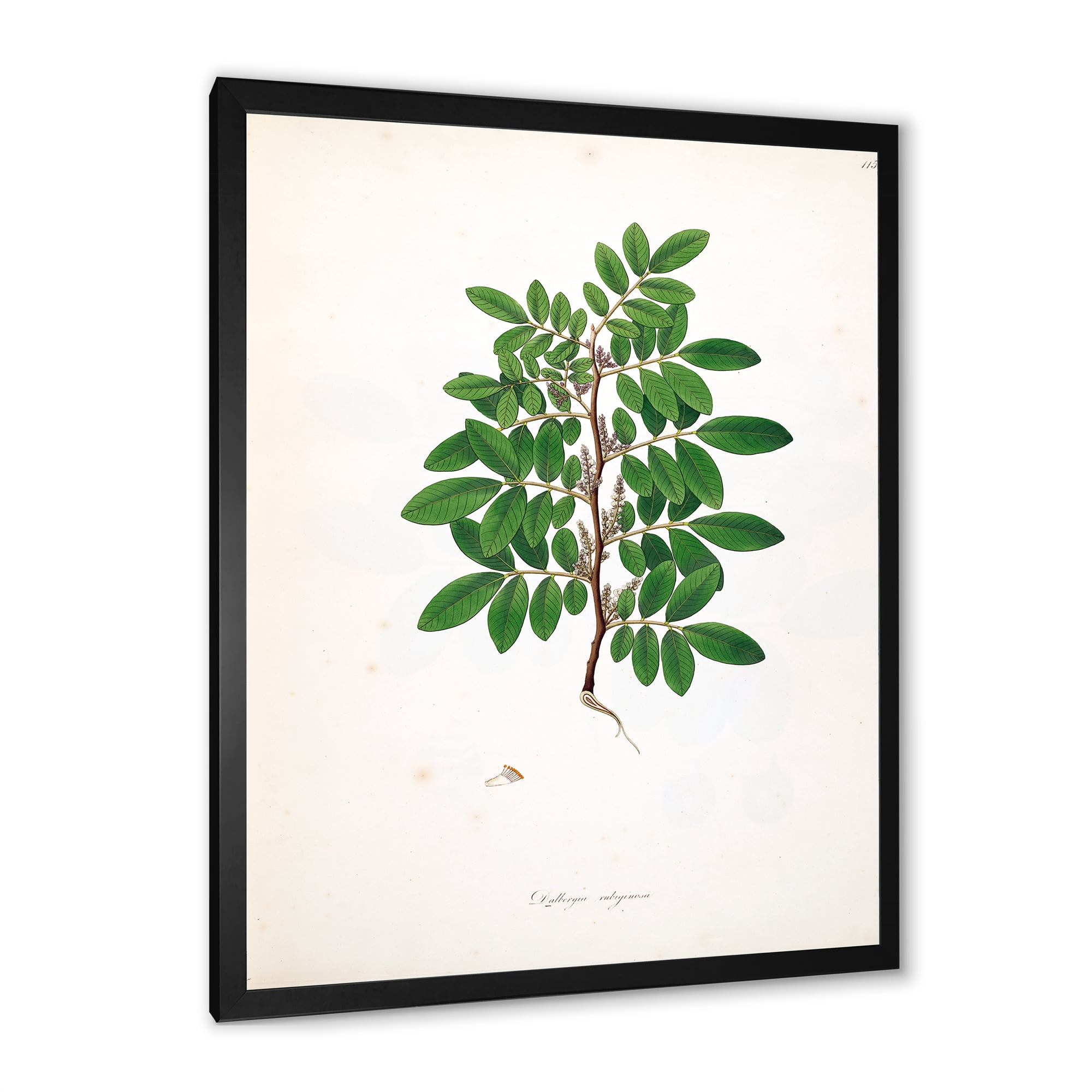 Designart 'Ancient Plant Life XX' Farmhouse Framed Art Print