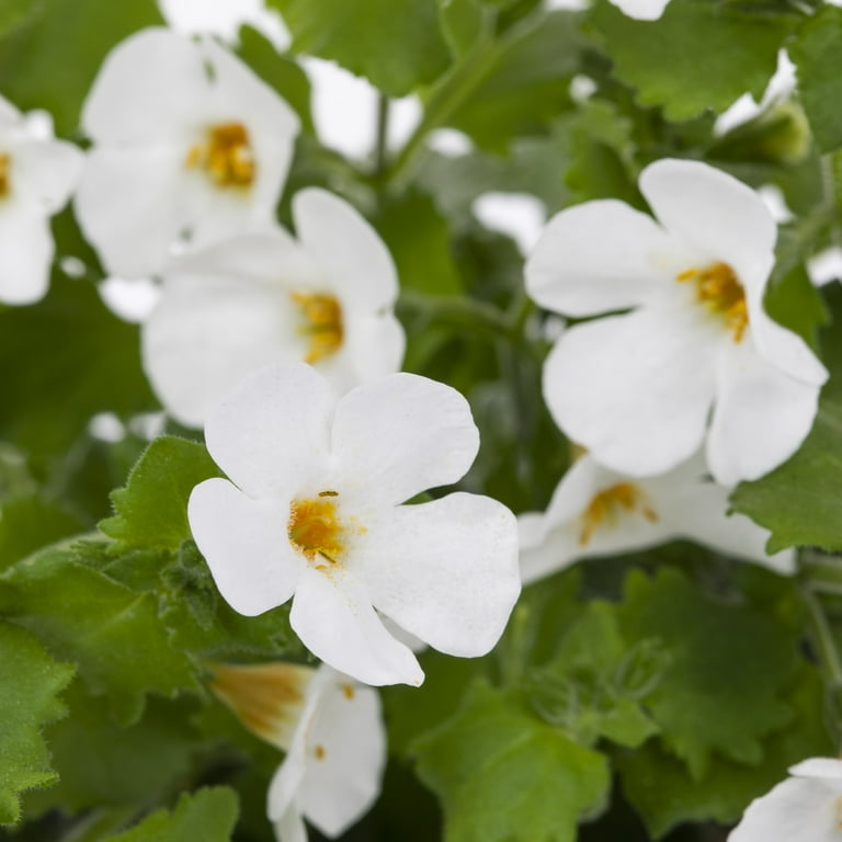 Better Homes & Gardens QT Multicolor Bacopa Live Plants with