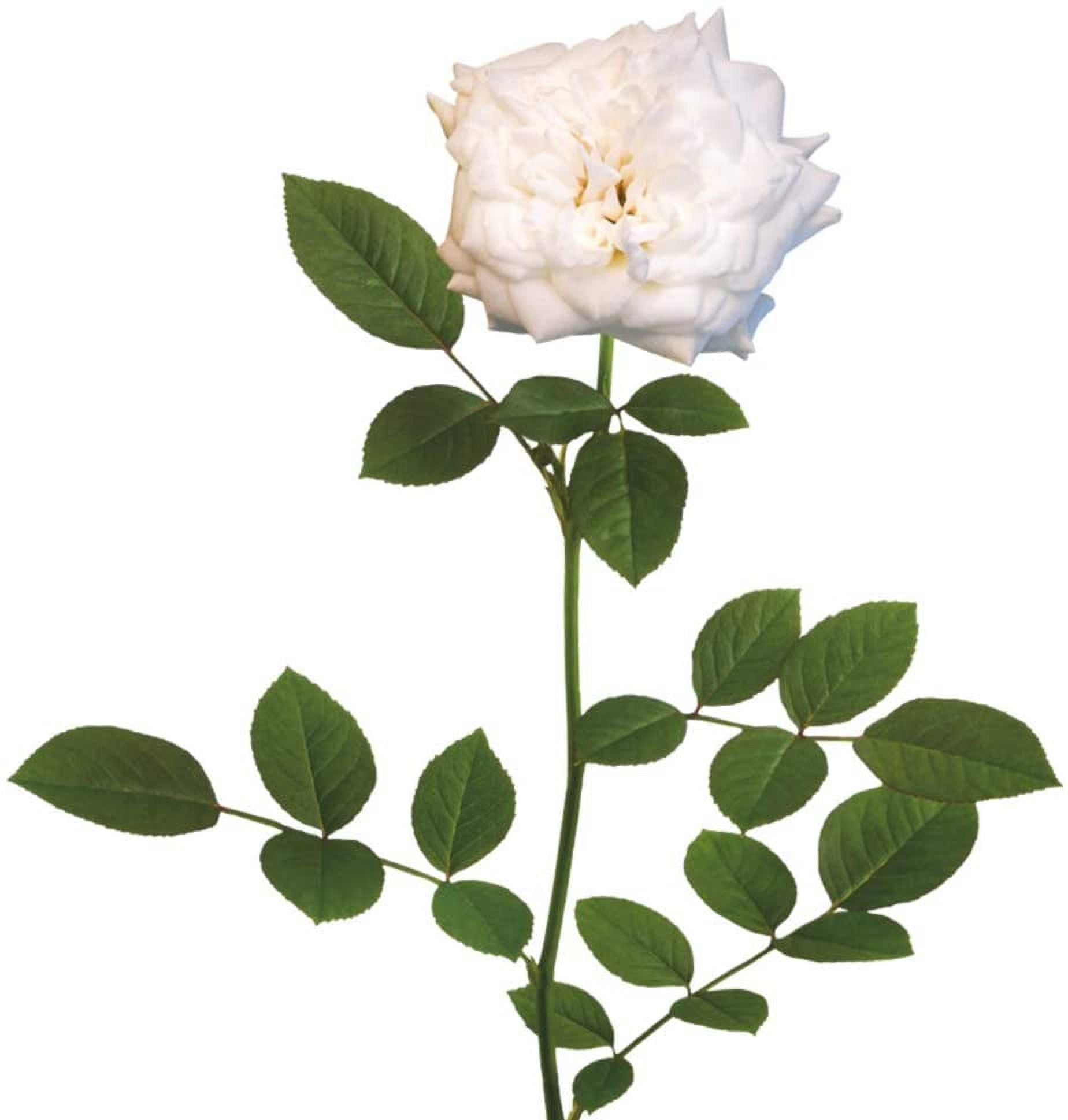た*ん様 white rose × dwarf tatuta spore noo Amazon.com : 100