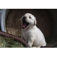 thumbnail image 2 of Muench, Zandria 14x11 Gold Ornate Wood Framed with Double Matting Museum Art Print Titled - Labrador retriever puppies, 2 of 4