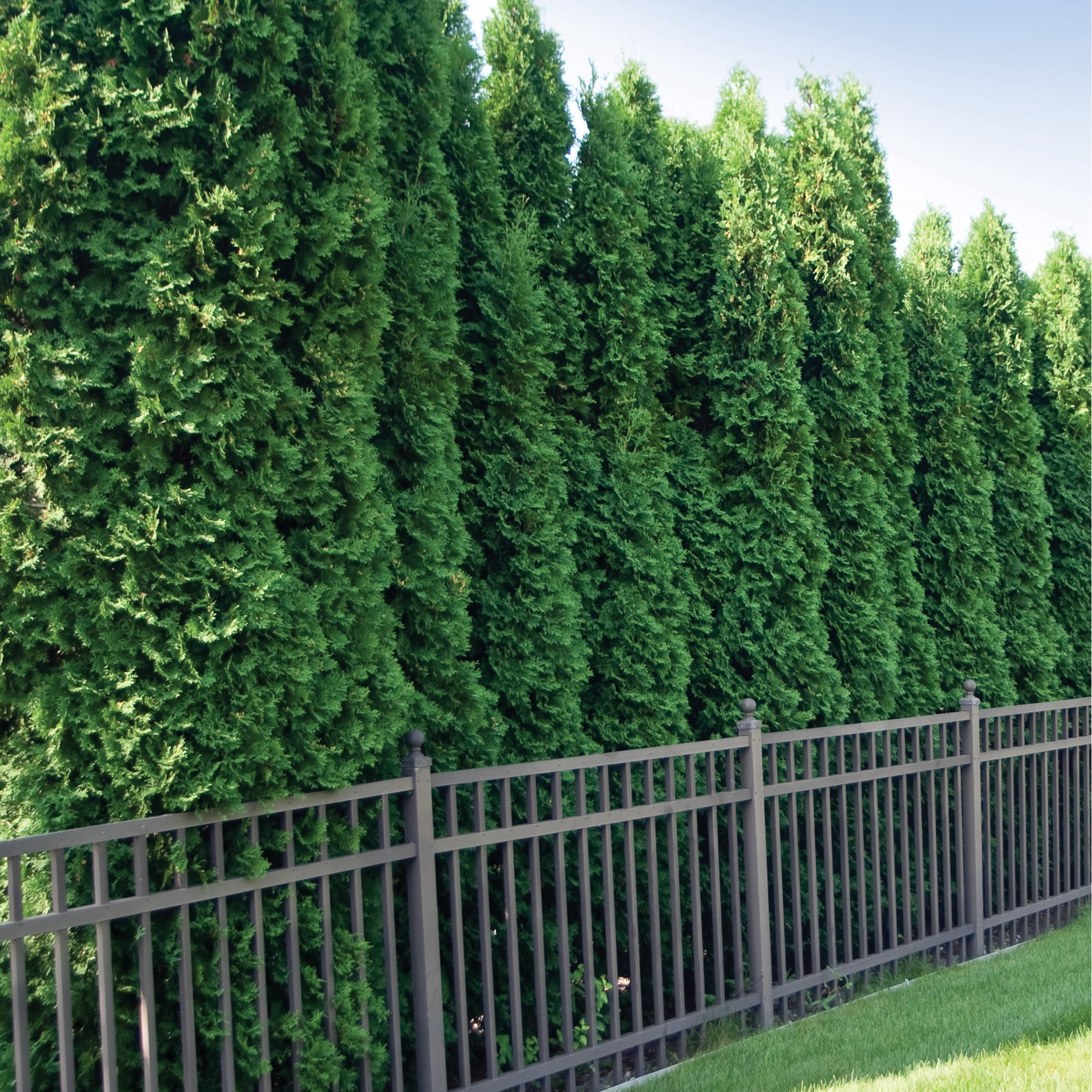 Proven Winners ColorChoice 6" Spring Grove Western Arborvitae Live Plant in 7.5" Pot
