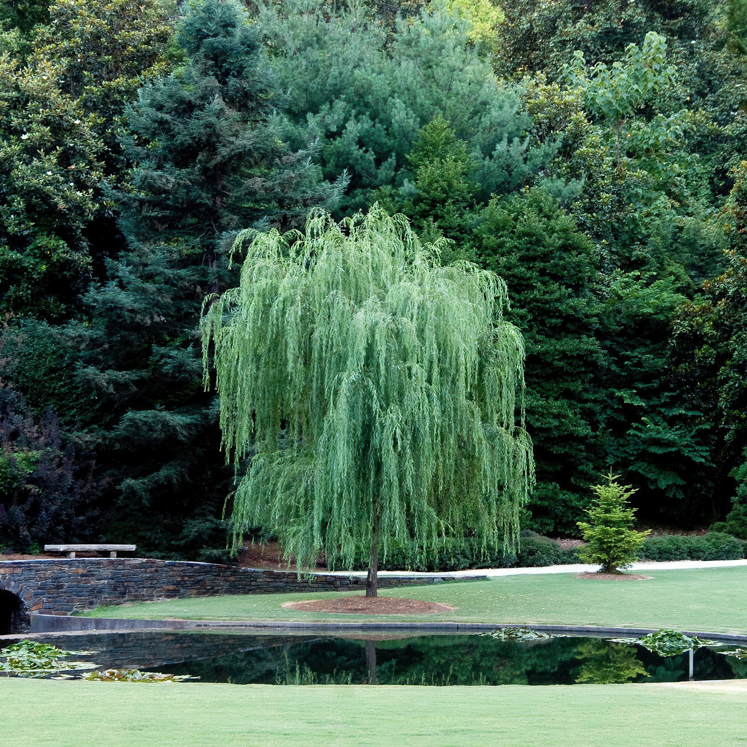 National Plant Network 3 gal Weeping Willow Live Tree with Full Sunlight