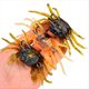 thumbnail image 4 of 6 Uds. Señuelo de Cangrejo Cranka, Cebo de Cangrejo, Señuelo Suave de Cangrejo Simulado 3D con Dobles Afilados para Accesorios de Pesca, Herramientas, 4 of 6